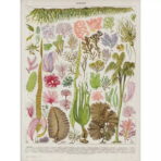 vintage seaweed poster