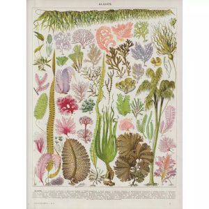 vintage seaweed poster