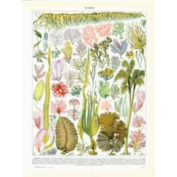 algae poster