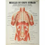 poster anatomy old vintage muscles