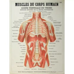 poster anatomy old vintage muscles