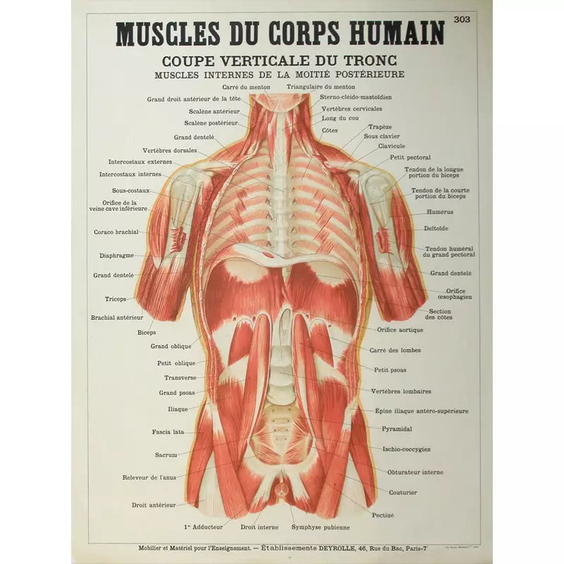 poster anatomy old vintage muscles poster anatomy old vintage muscles