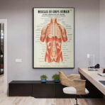 poster anatomy old vintage muscles