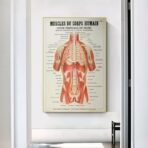 poster anatomy old vintage muscles