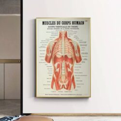 poster anatomy old vintage muscles