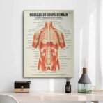 poster anatomy old vintage muscles