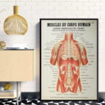 poster anatomy old vintage muscles