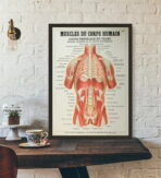 poster anatomy old vintage muscles