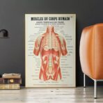 poster anatomy old vintage muscles