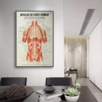 poster anatomy old vintage muscles