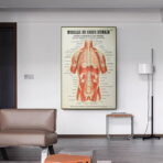 poster anatomy old vintage muscles