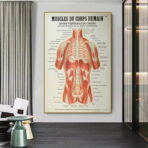 poster anatomy old vintage muscles