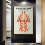 poster anatomy old vintage muscles