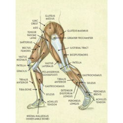 vintage leg anatomy poster