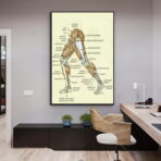 vintage leg anatomy poster