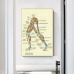 vintage leg anatomy poster