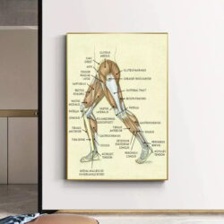 vintage leg anatomy poster