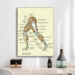 vintage leg anatomy poster