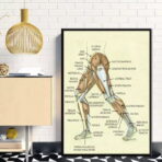 vintage leg anatomy poster