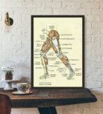 vintage leg anatomy poster