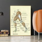 vintage leg anatomy poster