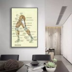 vintage leg anatomy poster