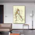 vintage leg anatomy poster