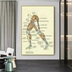 vintage leg anatomy poster