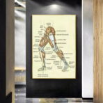 vintage leg anatomy poster