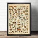 vintage mushroom poster