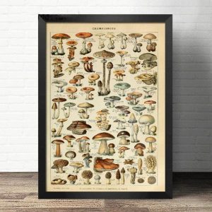 vintage mushroom poster