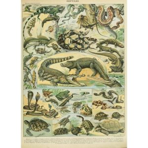 old reptiles poster