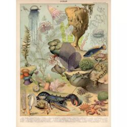 poster marine animals ocean vintage