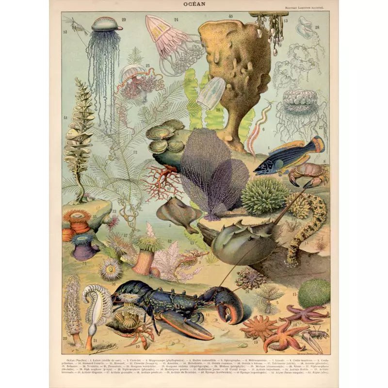 poster marine animals ocean vintage poster marine animals ocean vintage
