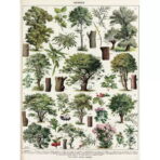 vintage tree poster