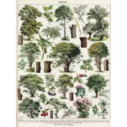 vintage tree poster