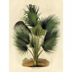vintage botanical poster palm tree