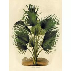 vintage botanical poster palm tree