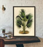 vintage botanical poster palm tree