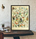 vintage botanical poster