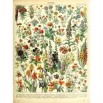 vintage botanical poster
