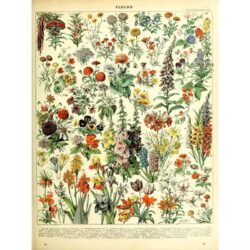 vintage botanical poster