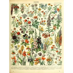vintage botanical poster
