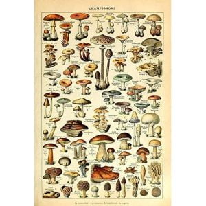 vintage mushroom poster