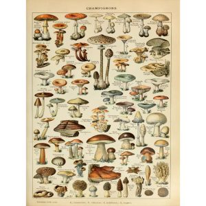 vintage mushroom poster 1