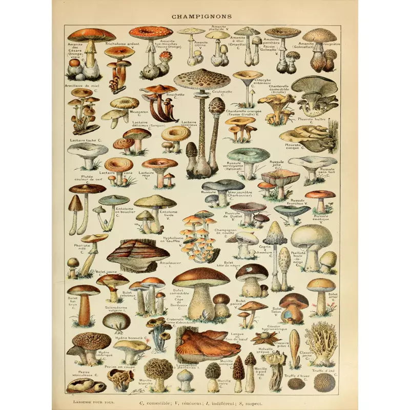 vintage mushroom poster 1 vintage mushroom poster 1