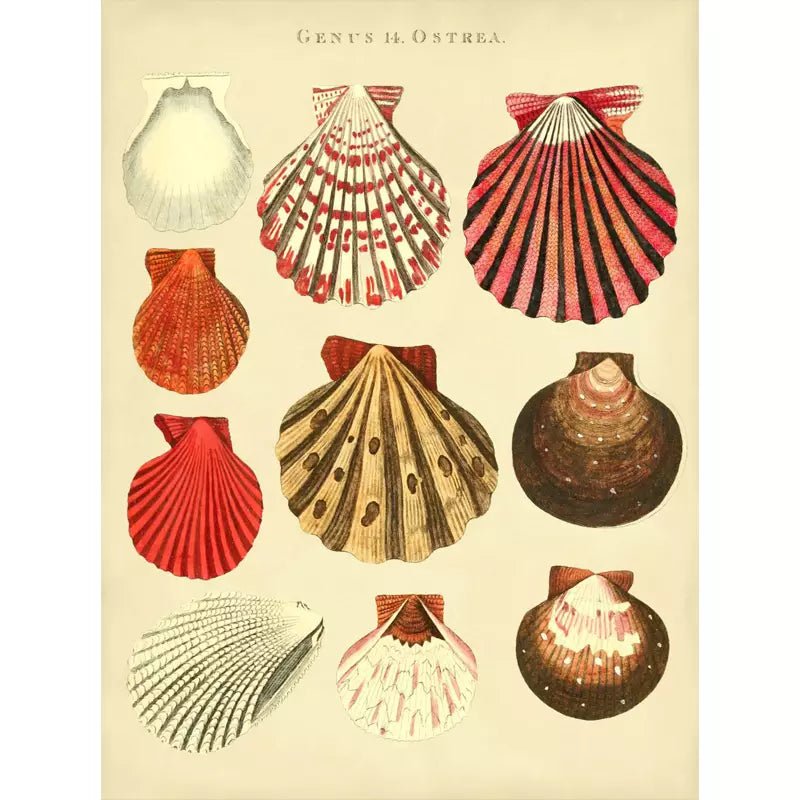 vintage shell poster vintage shell poster