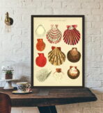 vintage shell poster