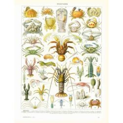 shellfish poster