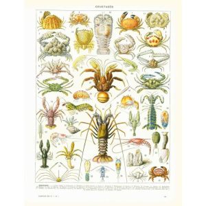 shellfish poster